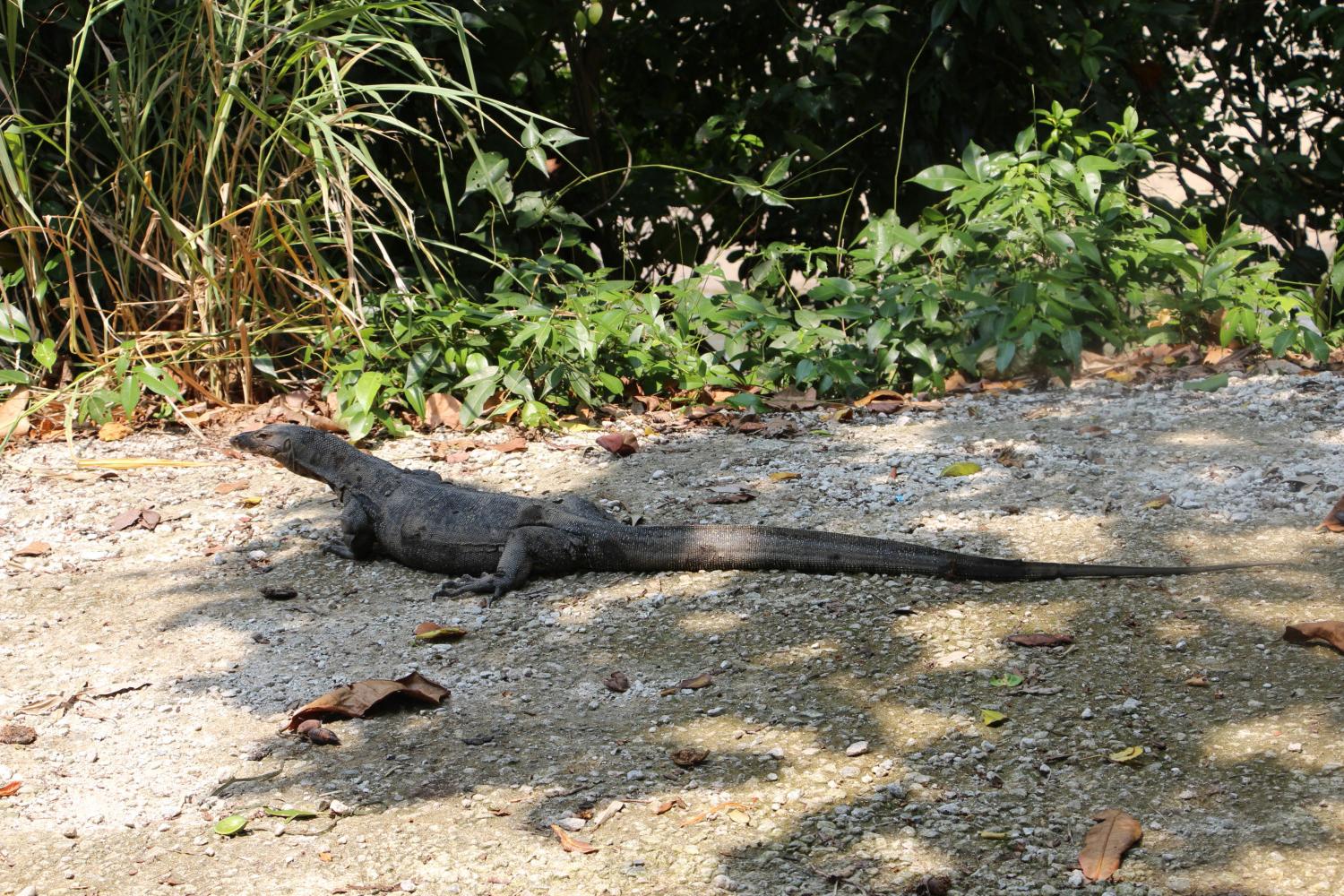 常见于新加坡的巨蜥