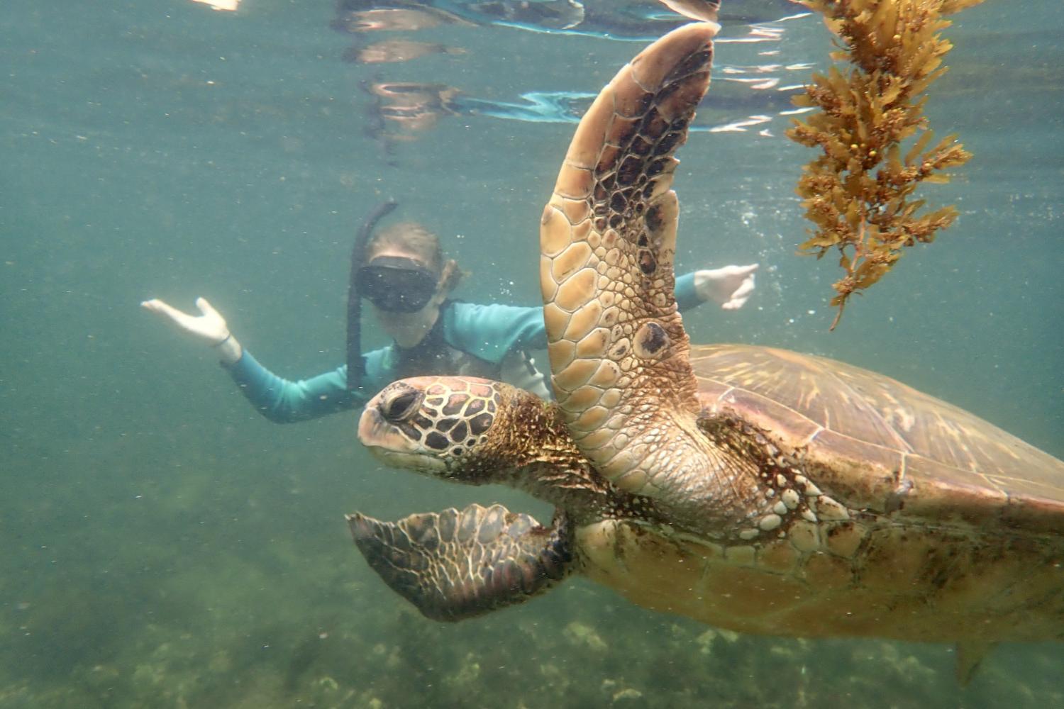 一名<a href='http://research.xafmjx.net'>全球十大赌钱排行app</a>学生在Galápagos群岛游学途中与一只巨龟游泳.